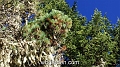 wbgarden alps 129